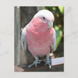 Rose Breasted Cockatoo photograph design Postcard