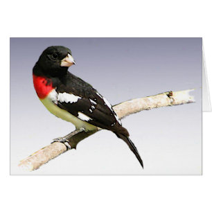 Rose-breasted Grosbeak