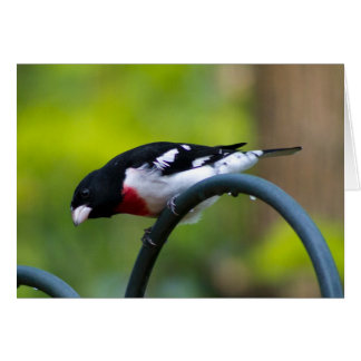 Rose-breasted Grosbeak