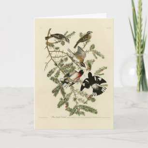 Rose-breasted Grosbeak, Audubon's Birds of America Card