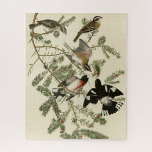 Rose-breasted Grosbeak, Audubon's Birds of America Jigsaw Puzzle