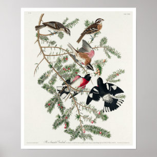 Rose-breasted Grosbeak by Audubon Poster