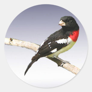 Rose-breasted Grosbeak Classic Round Sticker
