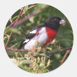 Rose-breasted Grosbeak Classic Round Sticker