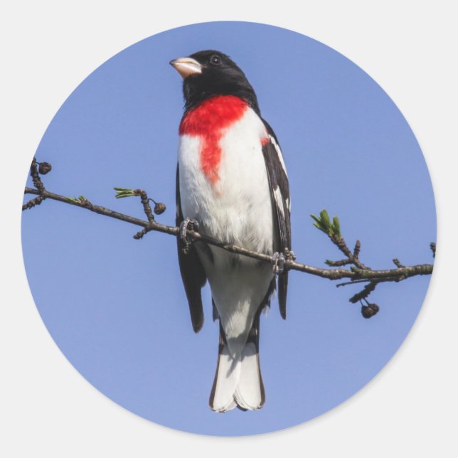 Rose-breasted Grosbeak Classic Round Sticker (Front)
