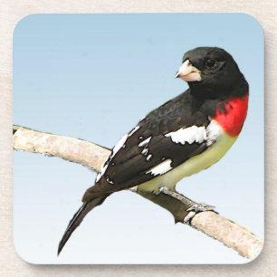Rose-Breasted Grosbeak Coaster