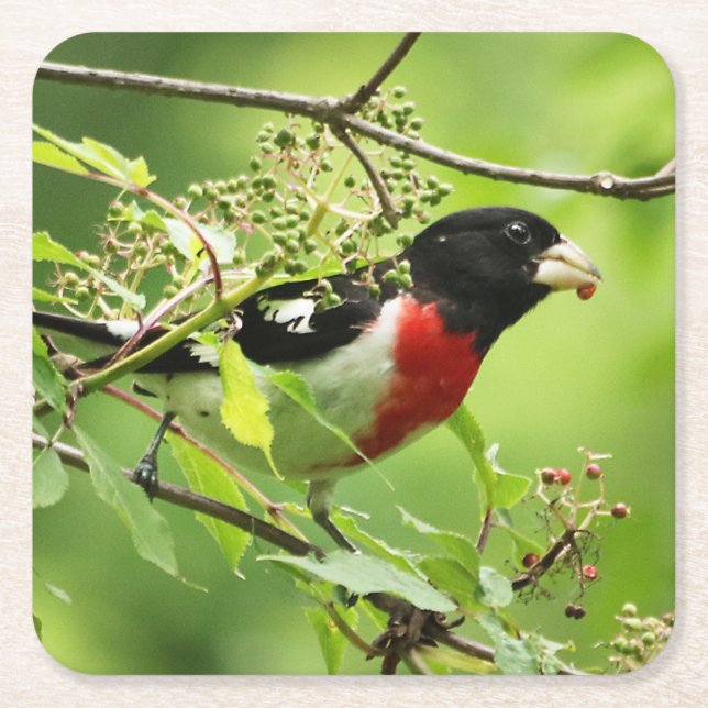 Rose-breasted Grosbeak Drink Coaster (Front)
