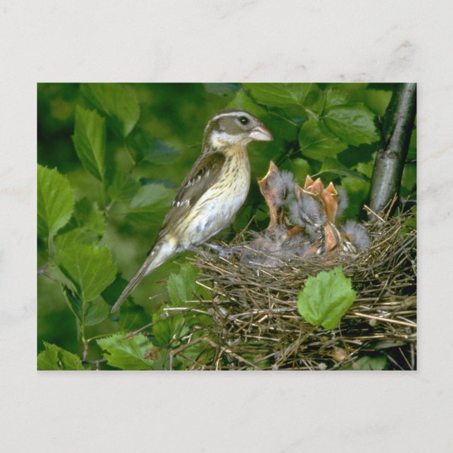 Rose-breasted Grosbeak (female) with young Postcard (Front)
