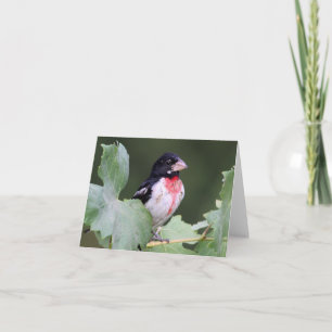 Rose-Breasted Grosbeak - Joe Sweeney - card