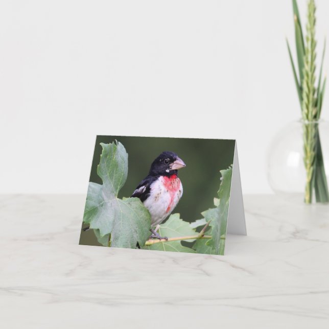 Rose-Breasted Grosbeak - Joe Sweeney - card (Front)