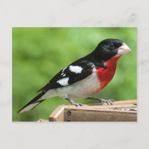 Rose-breasted Grosbeak Postcard