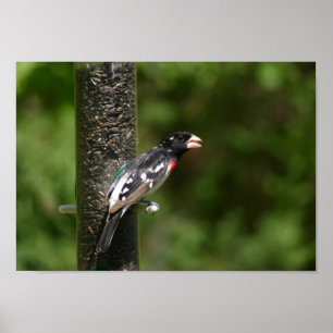 rose-breasted grosbeak poster