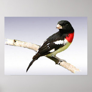 Rose-breasted Grosbeak Poster
