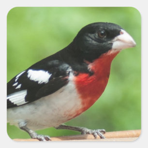 Rose-breasted Grosbeak Square Sticker