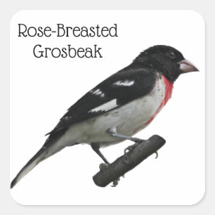 Rose-Breasted Grosbeak Square Sticker