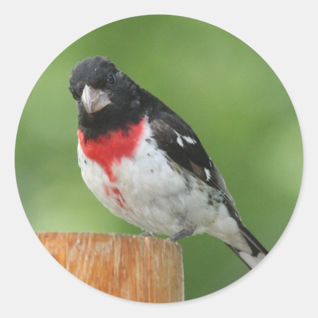 Rose-breasted Grosbeak Stickers (Front)