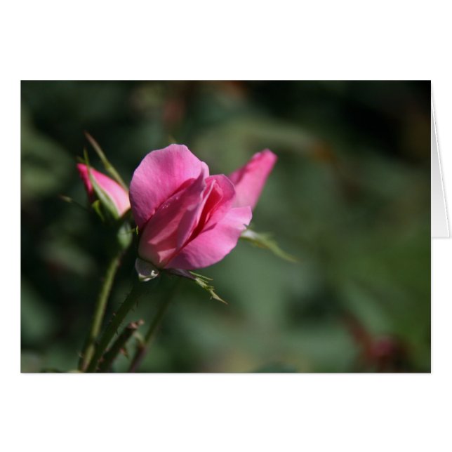 Rose Bud (Front Horizontal)