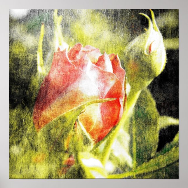 Rose Bud Poster (Front)