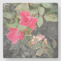 Rose Bush by the Beach