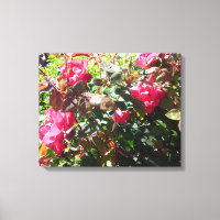 Rose Bush