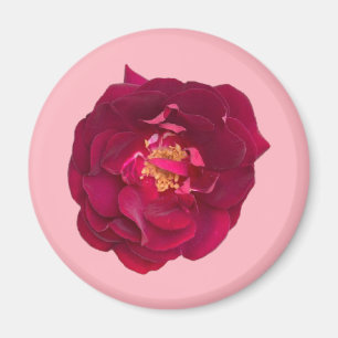 Rose C Magnet