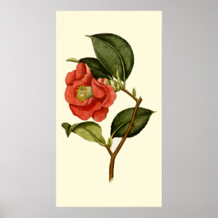 Rose Camellia Poster