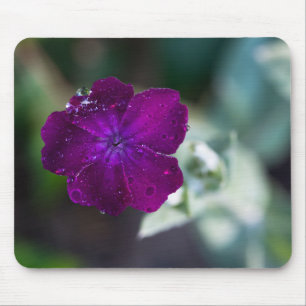 Rose campion Silene coronaria Mouse Pad