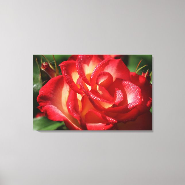 Rose Canvas Wrap (Front)