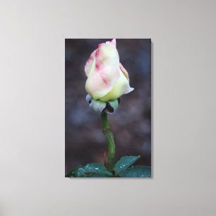 Rose Canvas Wrap Print