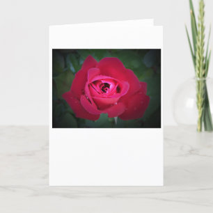 Rose, card