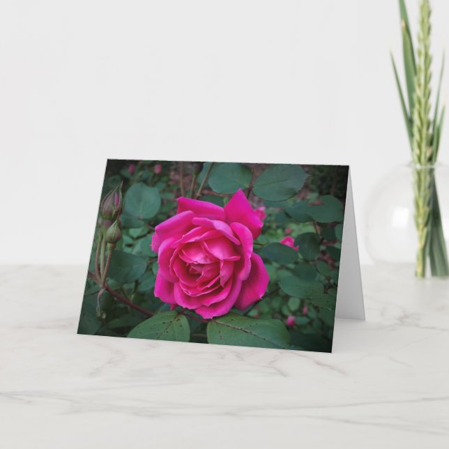 Rose, card (Front)