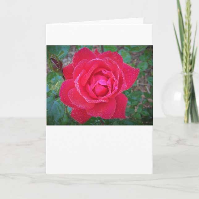 Rose, card (Front)