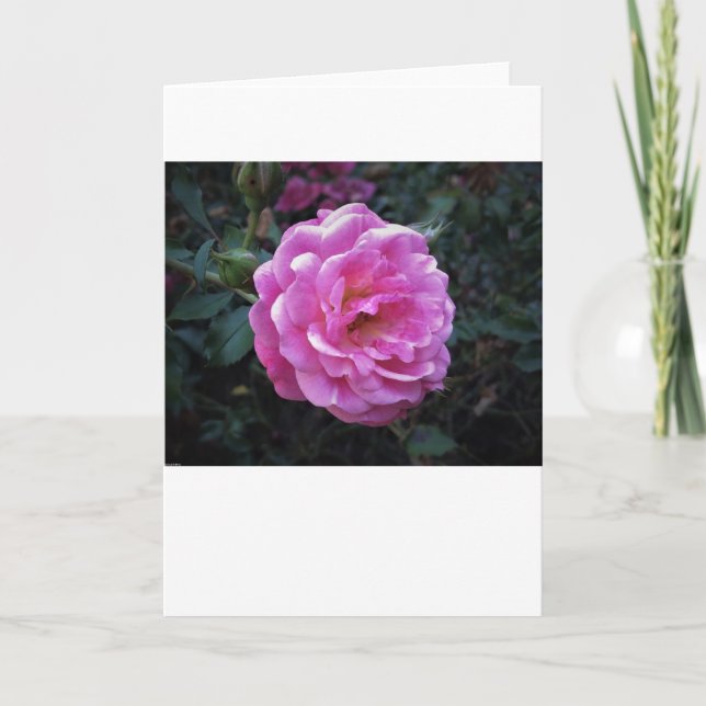 Rose, card (Front)
