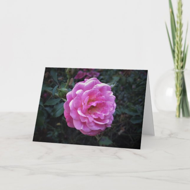Rose, card (Front)