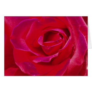 Rose Card