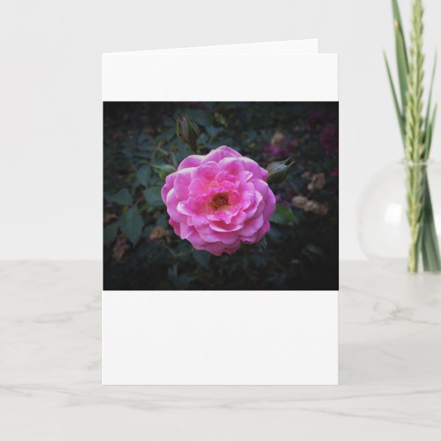 Rose, card (Front)