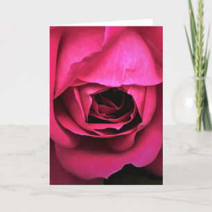 Rose, card