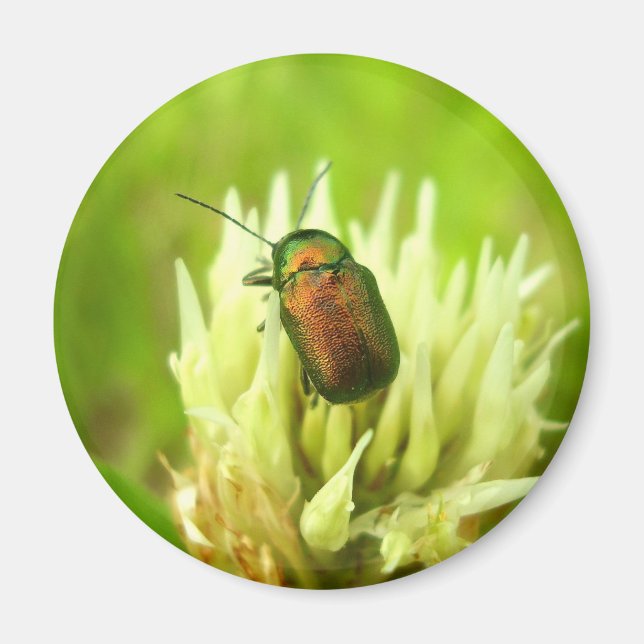 Rose Chafer Magnet (Front)
