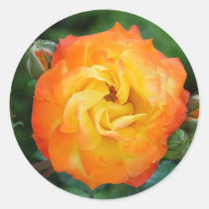 Rose Classic Round Sticker, Glossy Classic Round Sticker