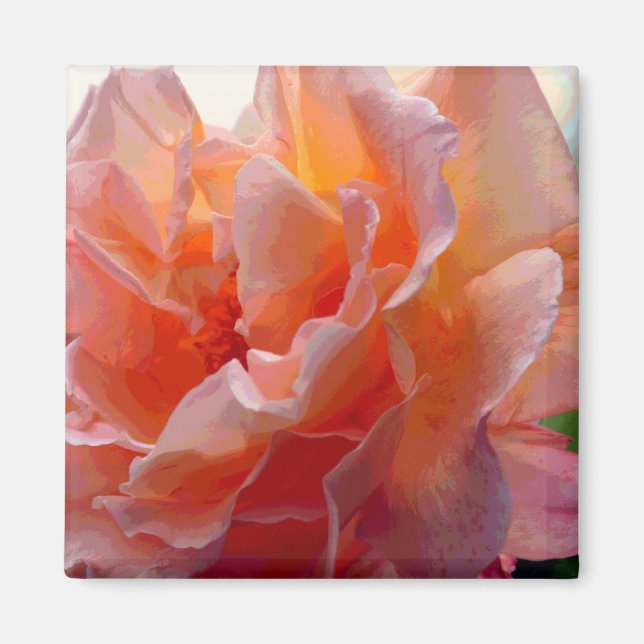 Rose Colour Expression Square Magnet (Front)