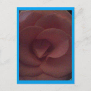 Rose Dragon Postcard