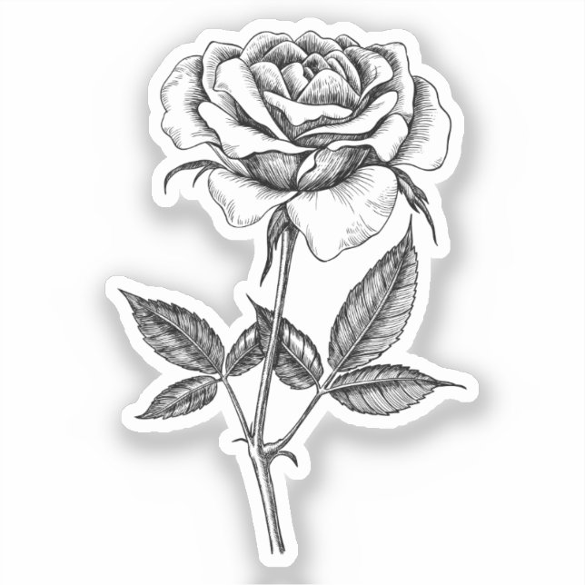 Rose drawing (Front)