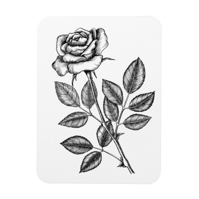Rose drawing 2 magnet (Vertical)