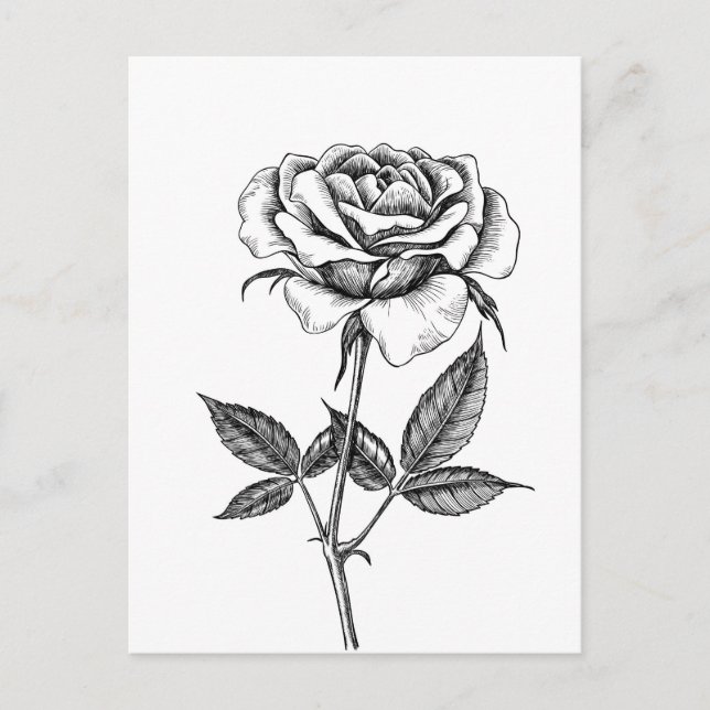 Rose drawing postcard (Front)