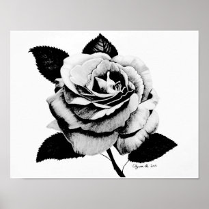 Rose Engraved 11x14 Poster