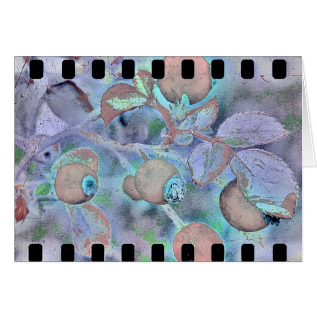 Rose Film 3 (Front Horizontal)