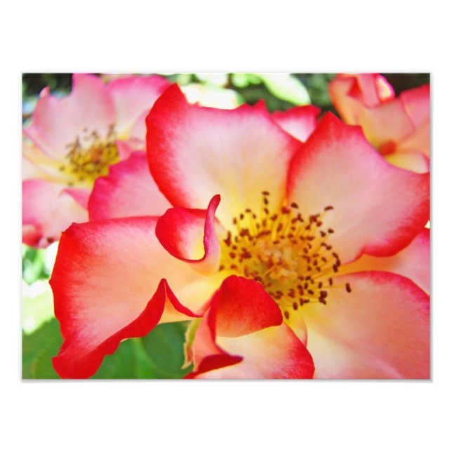 Rose Floral Photography Canvas prints (Front)