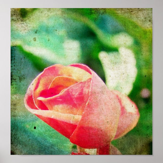Rose Flower Bud Poster (Front)