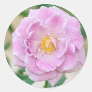 Rose flower classic round sticker