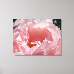 Rose Flower Garden canvas Photography prints